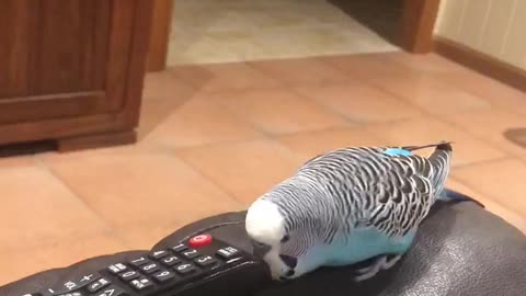 Budgie's new best friend is the remote control