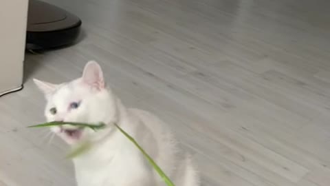 Cute white cat playing with a blade of grass