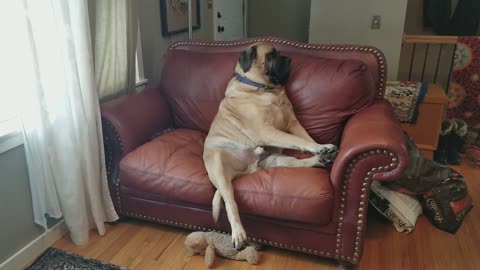 Giant Dog Loves Sitting on the Couch like a Person