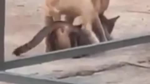 Dog cat mating