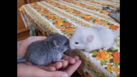 cute baby chinchillas playing