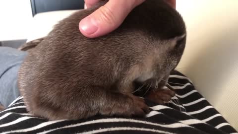 How Otters say Good Morning