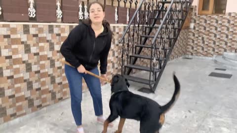 Public Reaction: Scared of a Rottweiler? Video