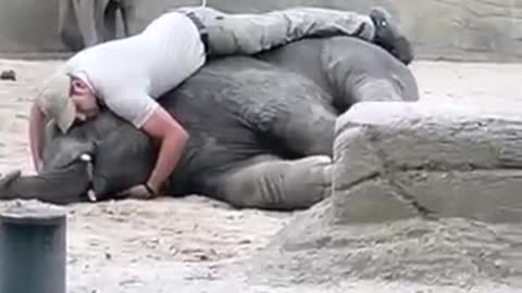 Trainer Cuddles With Adorable Sleepy Baby Elephant