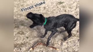 How to shake