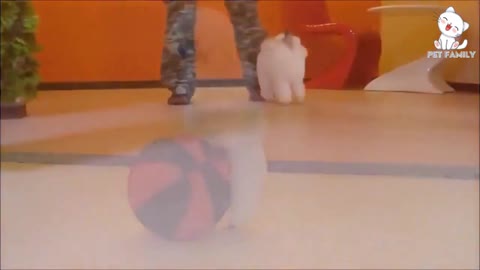 cute pet dog playing with ball smart dog