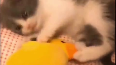 Funny cats and kittens meowing and making fun