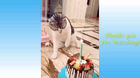 Funny And Cute Cat'S Life Cats And Owners Are The Best Friends Videos