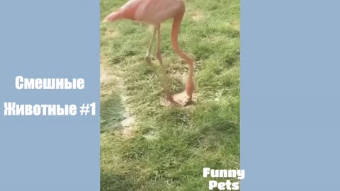 funny animals