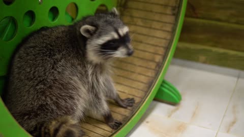 A raccoon sways in a running wheel