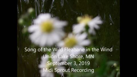 Song of the Wild Fleabane on the Union Lake Shore 9 3 2019