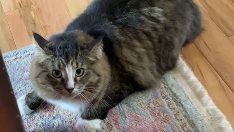 Merlin the cat thinks there’s an extra bar under the table knows he got caught gets frisky