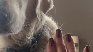 White dog giving high five to owner