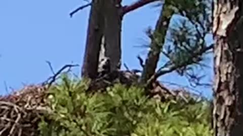 Bald eagle chick plays peek-a-boo around tree