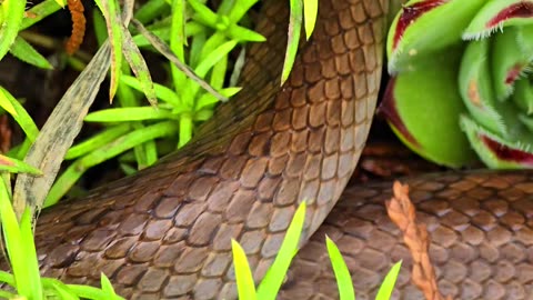 Beautiful smooth snake crawling away between stones / beautiful reptile.