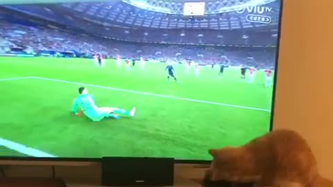 Cat Proves To Be Better Goalie Than Professional Player