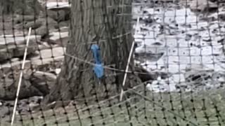 Strange Sight as Blue Squirrel Plays in Backyard