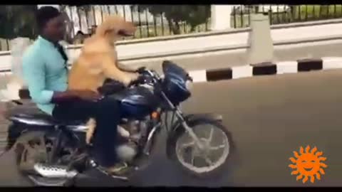 Adventurous Dog Rides on Motorcycle in Main road 👍
