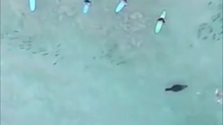 Fur seal chases shoals of fish around surfers.