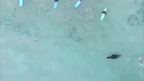 Fur seal chases shoals of fish around surfers.