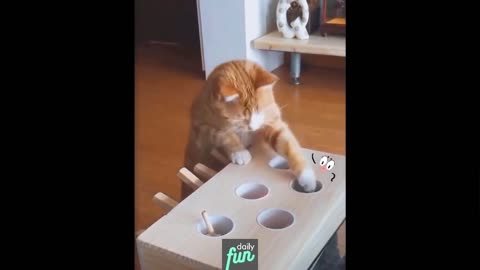 Сute Kitten Is Playing- Funny Animals
