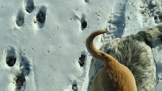 Chihuahua Chooses Piggyback Ride over Walking in Snow