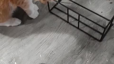 Cute Older Kitty Makes Mess of water Dish