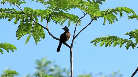 Bird swaying in the wind - With great music