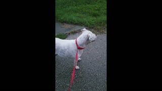 Sadie the dog loves watching fireworks on the 4th of July