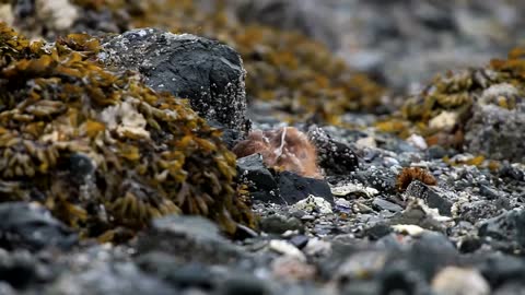 Newborn Fawn Born on the Beach