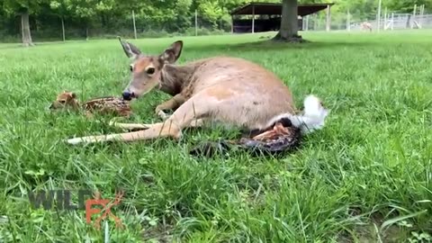 Deer 🦌 giving birth to baby fawns