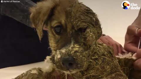 Dog Transformation After Kids Cover Puppy in Glue | Best Animal Videos | The Dodo Daily Ep 19