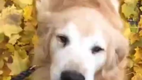 HAPPY DOG▐ TIKTOK