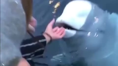 White dolphin picks up phone for woman who fell in water