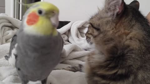 parrot singing with cats