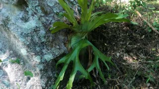 53 - Elk & Stag Horn Ferns will be up for sale Part 1