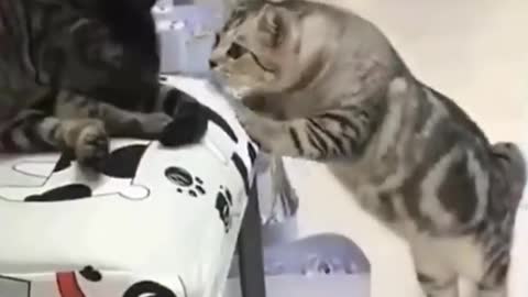 Top Funny Cat #Playing #Video