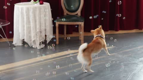 Dogs love bubbles. ^^