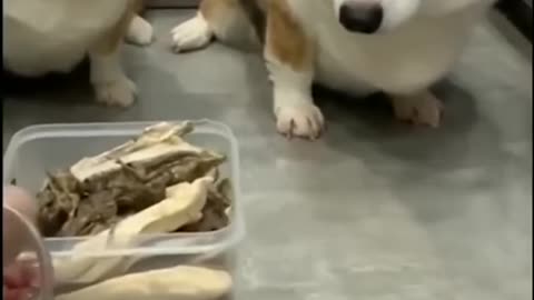 Funny fighting dog vs dog