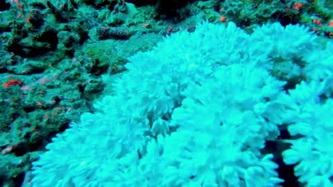 Coral feeding in the ocean current is beautiful and mesmerizing