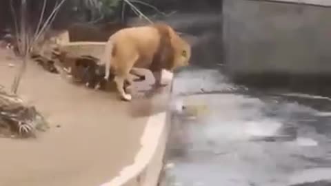 Lion funny videos