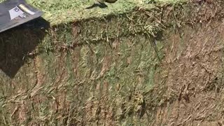 Hay Bale With a Slithering Surprise