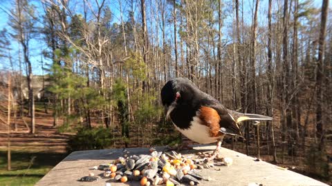 Eastern Towhee - Hear their Calls!