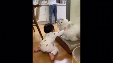 A Good Kitty Gently Teaching Baby The Boundaries 😼