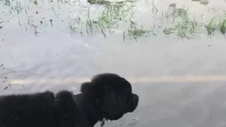 Collab copyright protection - black lab puppy falls in puddle