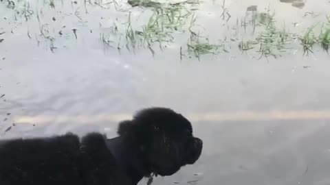 Collab copyright protection - black lab puppy falls in puddle