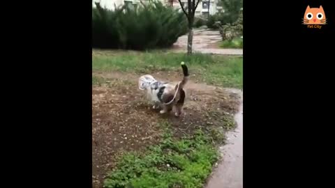 Videos divertidos de gatos y perros