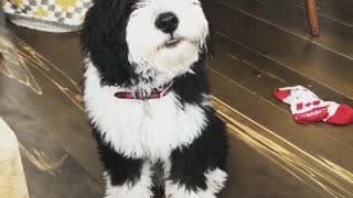 Black and white dog barks at camera messy wood floor