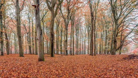 Enchanted autumn #Khust