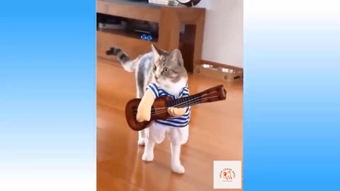 Cute cat videos